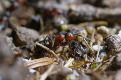 Formica lugubris