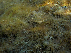 Microlipophrys dalmatinus