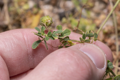 Medicago constricta