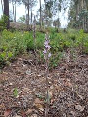 Limodorum trabutianum