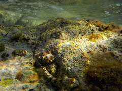 Coryphoblennius galerita
