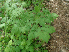 Actaea podocarpa