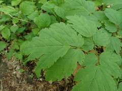Actaea podocarpa