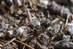 Formica lugubris