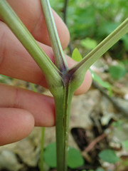 Actaea podocarpa