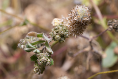 Medicago coronata
