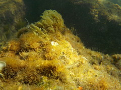 Microlipophrys dalmatinus