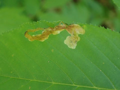 Phytomyza aesculi