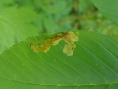 Phytomyza aesculi