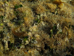 Parablennius incognitus