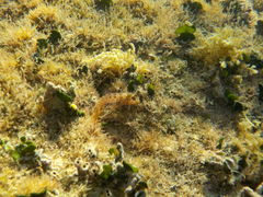 Parablennius incognitus