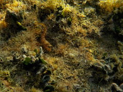 Parablennius incognitus