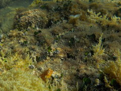 Parablennius incognitus