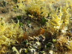 Parablennius incognitus