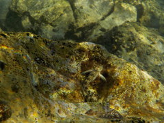 Coryphoblennius galerita