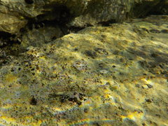 Microlipophrys adriaticus