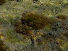 Microlipophrys adriaticus