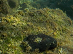 Microlipophrys canevae