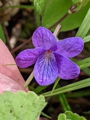 Viola howellii