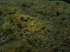 Parablennius incognitus