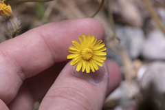 Crepis commutata