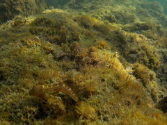 Microlipophrys canevae