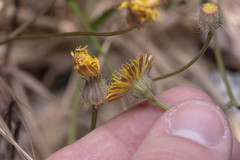 Crepis commutata
