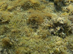 Microlipophrys dalmatinus