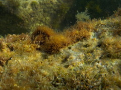 Microlipophrys dalmatinus