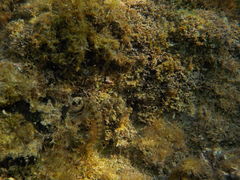 Parablennius incognitus