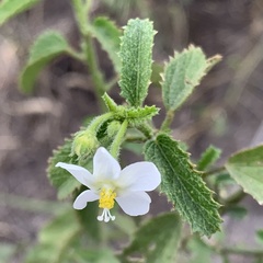 Hibiscus micranthus