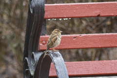 Passer domesticus