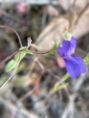 Collinsia parryi