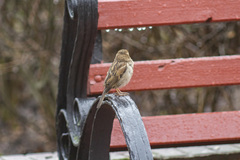 Passer domesticus