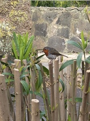 Erithacus rubecula superbus