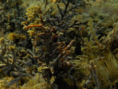 Cystoseira compressa