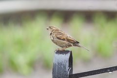 Passer domesticus