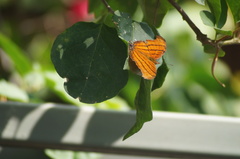 Marpesia petreus