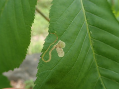 Phytomyza aesculi