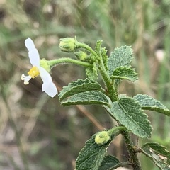 Hibiscus micranthus
