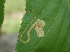 Phytomyza aesculi