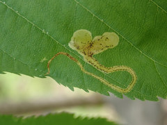 Phytomyza aesculi