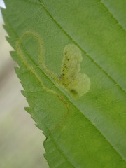 Phytomyza aesculi