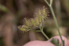 Torilis leptophylla