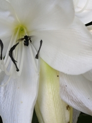 Frieseomelitta nigra