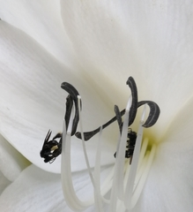 Frieseomelitta nigra