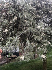 Pyrus salicifolia