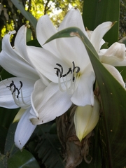 Frieseomelitta nigra