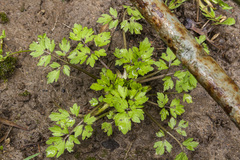 Ranunculus repens