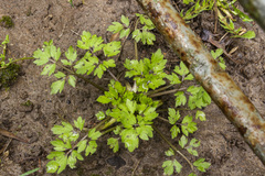 Ranunculus repens